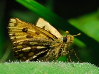 자유갤러리(풍경) - 5월23일 인천팀 사진 및 탐사시 발견된 곤충 및 야생화