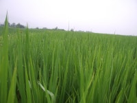 논은 생명창고의 중요한 열쇠다. ::: 82cook.com