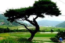 자연이 만들어낸 테라리움 - 물고기 갤러리