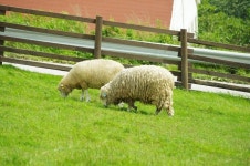 외방커뮤니티 > 사진방 > [k-x] 강원도 양떼목장을 다녀왔다요! 양 구경 오시오~ㅋㅋ