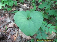 한국트레킹연맹 | 양구 대암산 솔봉과 펀치볼의 야생화(2016.05.28~29). - Daum 카페 양구 대암산 솔봉과 펀치볼의 야생화(2016.05.28~29).