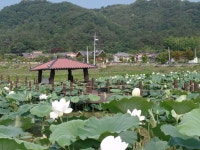 문창녹동마을 연꽃,반딧불이 축제에 초대합니다. - 마을소식 - 녹동귀농마을 문창녹동마을 연꽃,반딧불이 축제에 초대합니다.