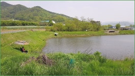 바람따라 구름따라 978회( 대조지 ) :: 토종붕어를 사랑하는 사람들