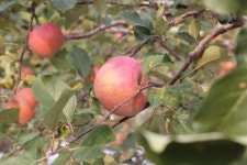 [토끼/기니] 오늘은 사과농장에 다녀왔슴미돠 - 동물,기타 갤러리