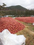 시청자의견 여러분들이 시중에서 소량으로 사먹는 청송사과농장 다녀오다