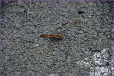 (지촌지)바람따라 구름따라 679회 :: 토종붕어를 사랑하는 사람들