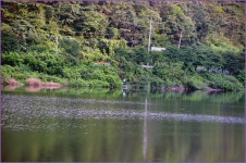 (지촌지)바람따라 구름따라 679회 :: 토종붕어를 사랑하는 사람들