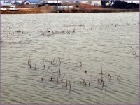 (신당제)바람따라 구름따라 647회 :: 토종붕어를 사랑하는 사람들