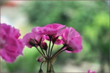 물반고기반민물스텝워크샵 :: 토종붕어를 사랑하는 사람들