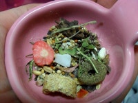 뀰이 희동이 이브날 밥상 - 동물,기타 갤러리 뀰이 희동이 이브날 밥상  - 동물,기타 갤러리