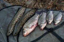 진도 봉암지와 세방낙조를 다녀와서... :: 토종붕어를 사랑하는 사람들