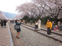BEMIL 쉼터 - BEMIL 군사세계 진해 경화역 벛꽃과 여좌천 벚꽃 