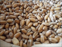 남양주 국수 토종 우리밀로 만든 앉은뱅이 밀국수집