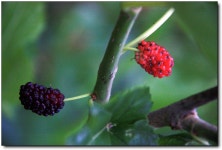 [정읍] 내 생애 첫 오디 체험!