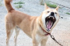 이쯤에서 모미고아원 원생들 업데이트 - 동물,기타 갤러리