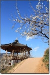 순백의 매화에 취하는 <광양매화마을>