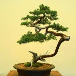 멋진 나무 분재 - ◈ 이쁜 이미지 ◈ - 코스모스화원 멋진 나무 분재