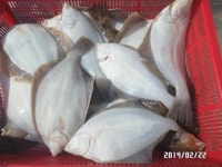 (南)남해조황 - 왕도다리 회맛손맛에뽕~갑니다~~(예약가능)