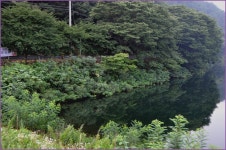 (지촌지)바람따라 구름따라 679회 :: 토종붕어를 사랑하는 사람들