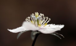 변산바람꽃 - 토종씨앗방 - 보물섬 농장 변산바람꽃