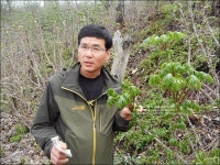 엄나무순 (개두릅) 농장 수루지천년농원 구경