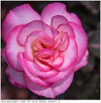 [1d Mark2 + 24-105 4L] 꽃입니다. | 투데이스피피시 [1d Mark2 + 24-105 4L] 꽃입니다. | 투데이스피시