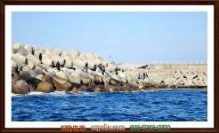 (東)동해조황 - <<연어병치 MBC뉴스촬영>>김민성기자가 수산앞바다 씨알좋고 마리수조황인 흑돔 31마리잡아 재미나게 출조하였습니다.