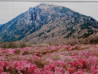 [축제 탐방] 비슬산 참꽃문화제, 비슬, 천년의 약속 천년의 사랑 | 네이트 판