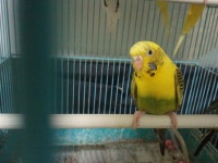 [앵무-스압] 루루와 나리와 8살먹은 영물잉꼬 - 동물,기타 갤러리 [앵무-스압]  루루와 나리와 8살먹은 영물잉꼬 - 동물,기타 갤러리