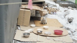 (에옹家) 창고냥 도라지의 반전~ - 동물-야옹이 갤러리