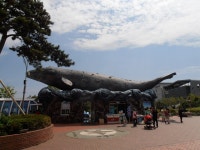 [울산여행] 울산관광상품 고래밥상 선정 1위, 장생포 고래고기 맛집을 찾아서 | 네이트 판