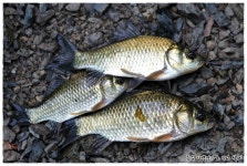 꾼이야 낚시여정 영천에서 :: 토종붕어를 사랑하는 사람들