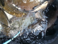 대영호]욕지권 조항입니다. 벵어가~