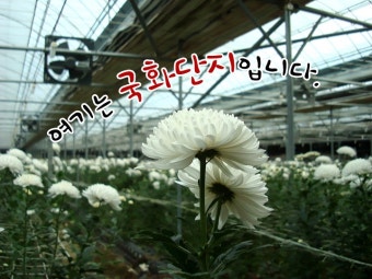 나와유의 오감만족 이야기 :: [대전명소]여기는 대전광역시 서구 용촌동 국화단지입니다.[대전명소]여기는 대전광역시 서구 용촌동 국화단지입니다.