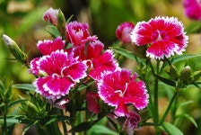 石竹花(패랭이꽃) - 선조이야기 - 영일정씨삼휴정화수회 石竹花(패랭이꽃)