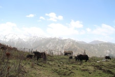 운남 알프스 트레킹 - 가고싶은산 추천 - 광저우한인등산회 운남 알프스 트레킹