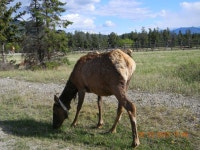 학산중학교 서편 녹지 - 3958 | Re: 귀가 큰 사슴(Mule Deer) @ Connaught Drive와 Hwy 16 교차점 서편 녹지대 - 우리들의 이야기 - 여행만사(도봉구청 여행동아리)...