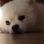 오마이걸 아린이 키우는 강아지 아리 - 인스티즈(instiz) 이슈 카테고리 오마이걸 아린이 키우는 강아지 아리