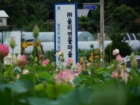 7/14 포천;울미연꽃마을,비둘기낭폭포,한탄강하늘다리,연천;재인폭포... 마장호수 - 람보 산행기 - 서울 예솔 산악회 7/14 포천;울미연꽃마을... 