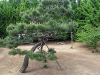 ♣부산 두구동 수림농원2 ♣ - 열린 방 - 부산 성동초등 동문카페 ♣부산 두구동 수림농원2 ♣