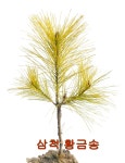 새천년농원(현농원) 황금소나무 - 황금소나무 이야기 - 새천년농원 새천년농원(현농원) 황금소나무