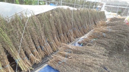 참깨건조과정.. - 농장 풍경 - 전일농장단풍사과 참깨건조과정..