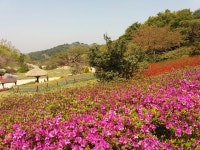 2017년 춘계야유회(안면 수목원) - 추억의 사진들 - 안면초등학교 54회 2017년 춘계야유회(안면 수목원)
