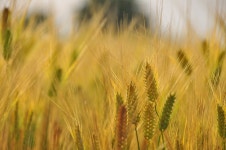 그리고, 우리만의 사진얘기 | 시골 밀밭? 보리밭? 길에서.. - Daum 카페 시골 밀밭? 보리밭? 길에서..