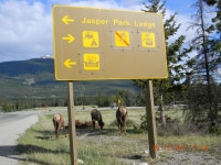 학산중학교 서편 녹지 - 3958 | Re: 귀가 큰 사슴(Mule Deer) @ Connaught Drive와 Hwy 16 교차점 서편 녹지대 - 우리들의 이야기 - 여행만사(도봉구청 여행동아리)...