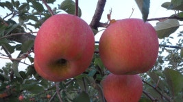 사과의 왕 부사사과.. - 농장 풍경 - 전일농장단풍사과 사과의 왕 부사사과..