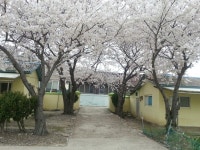 신시도초등학교에 벚꽃이 활짝 폈어요 - ● ―‥오늘♣신시도 ‥ ― - 신시도 월영스타 신시도초등학교에 벚꽃이 활짝 폈어요