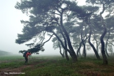 솔밭.... - 풍경 - 세중사랑산사랑 솔밭....