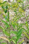 산해박-시호-활나물 구분 - 산야초 구분 - 산바람 야생화 향기 산해박-시호-활나물 구분