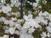 ♣부산 두구동 수림농원2 ♣ - 열린 방 - 부산 성동초등 동문카페 ♣부산 두구동 수림농원2 ♣